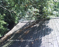 Roswell's Best Gutter Cleaners does tree pruning of limbs coming in range of the gutters.